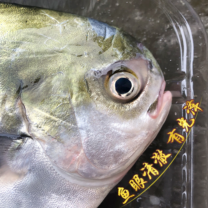 电白博贺港：探寻深海金鲳鱼的秘密，解锁鲜活冷冻水产新体验！