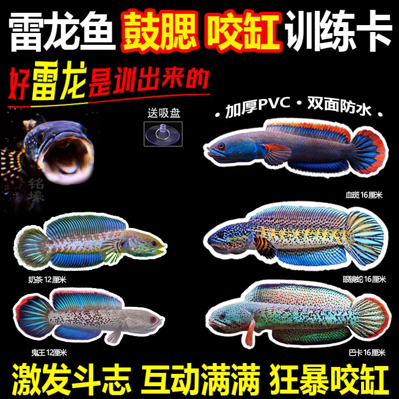 为什么巴卡雷龙无法实现人工繁殖？