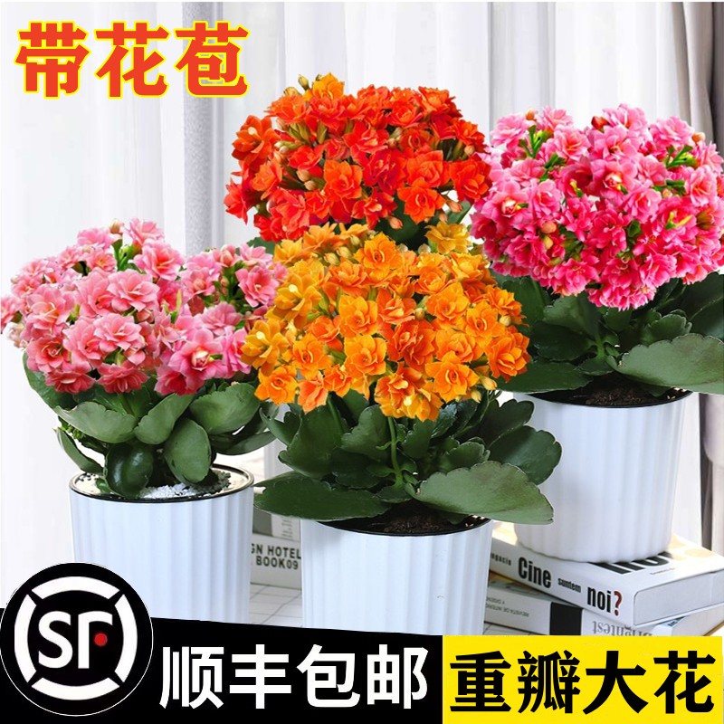 长寿花随机色1盆：养活就是胜利，种出花样年华！