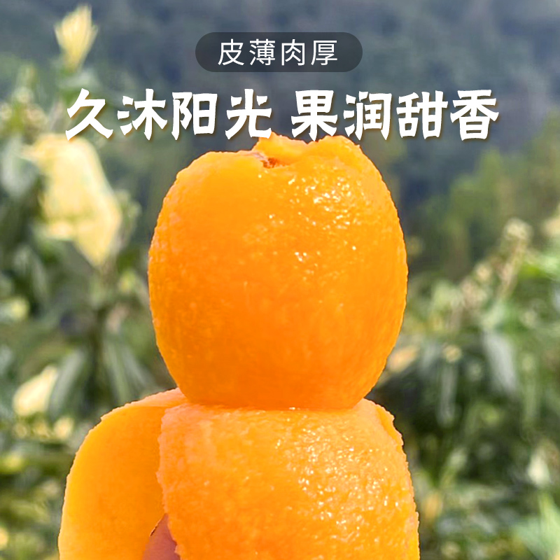 正宗四川攀枝花米易枇杷：当季大果整箱装，孕妇最爱的新鲜水果！