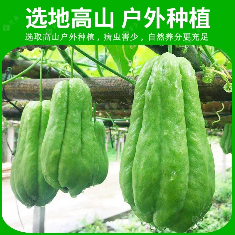 当季新鲜佛手瓜：自然的味道，健康的享受✨