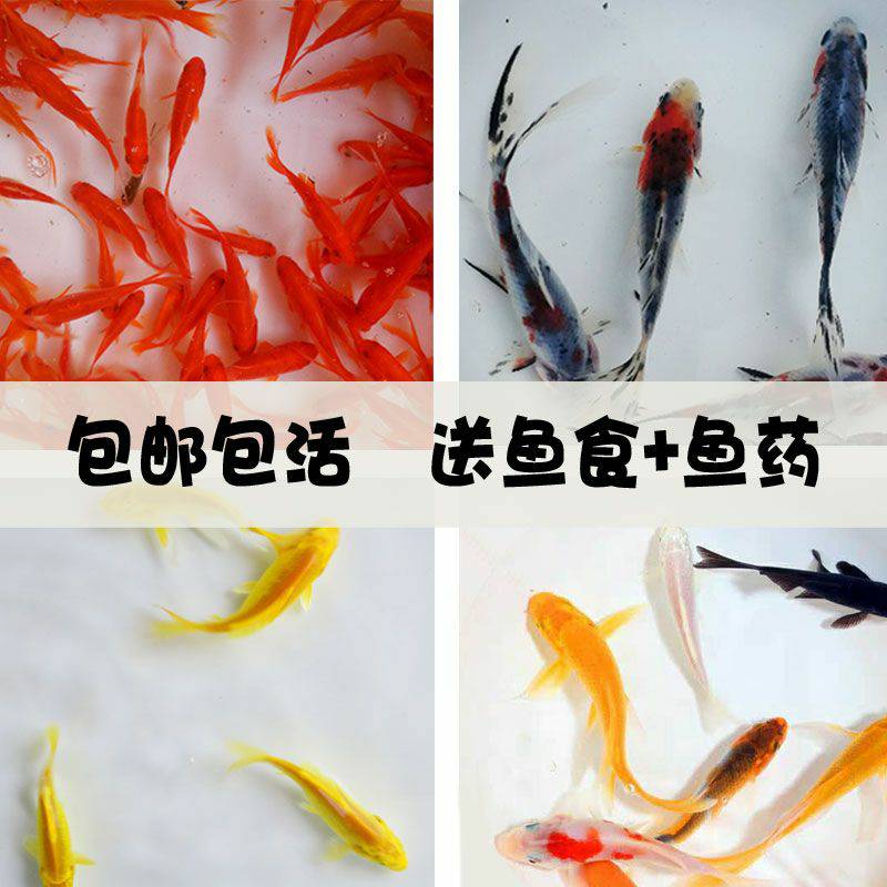 尾款 荧鲤之森 黑白奏鸣曲洛丽塔正太装：穿出童话里的王子范！✨
