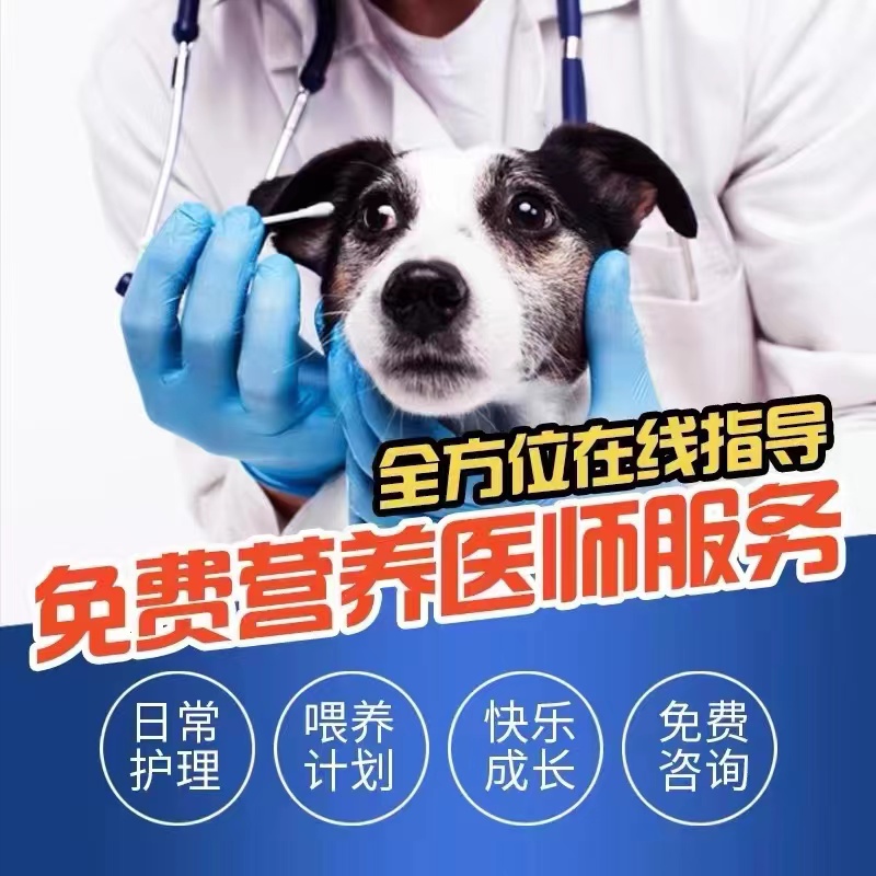 【山东犬舍】德牧幼犬：赛级黑背，训练警犬狼狗，宠物界的明星