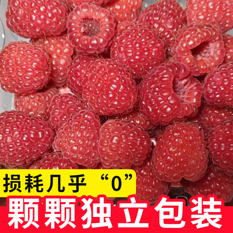红树莓新鲜上市，孕妇也能安心吃的美味覆盆子，快来尝鲜吧！