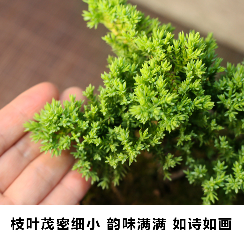 新西兰珍珠柏造型盆景：四季常青的高杆悬崖迎客高手法！