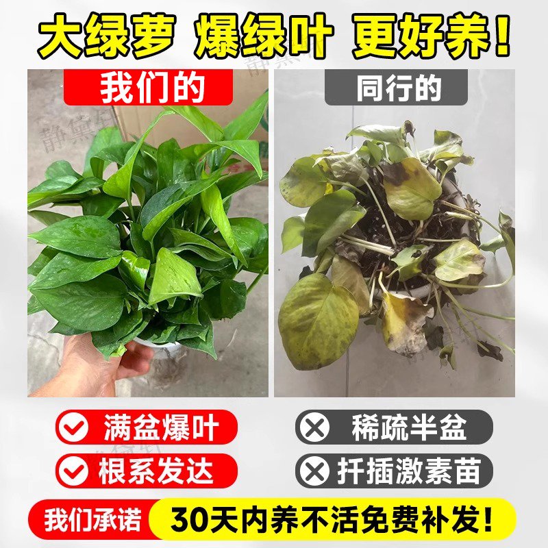 绿色胶网阳台防护网：植物爬藤新宠，安全又美观