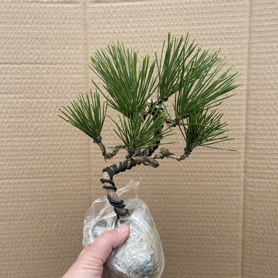 买一发二！四季常青迎客松盆景，新手也能养活的&ldquo;绿命&rdquo;神器