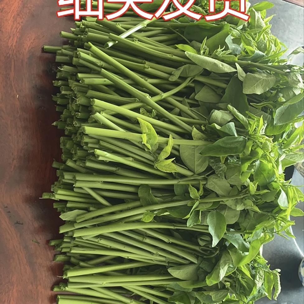 广东海南潮汕茂名树仔菜五指山野菜潮汕树菜天绿香泰国枸杞鲜现摘：舌尖上的自然美味，探寻野菜的秘密