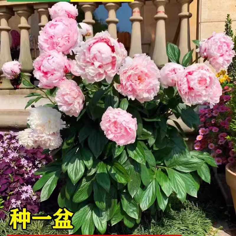 重瓣芍药花苗：四季花卉中的浓香王者，如何让你的盆栽植物绽放春天的魅力？