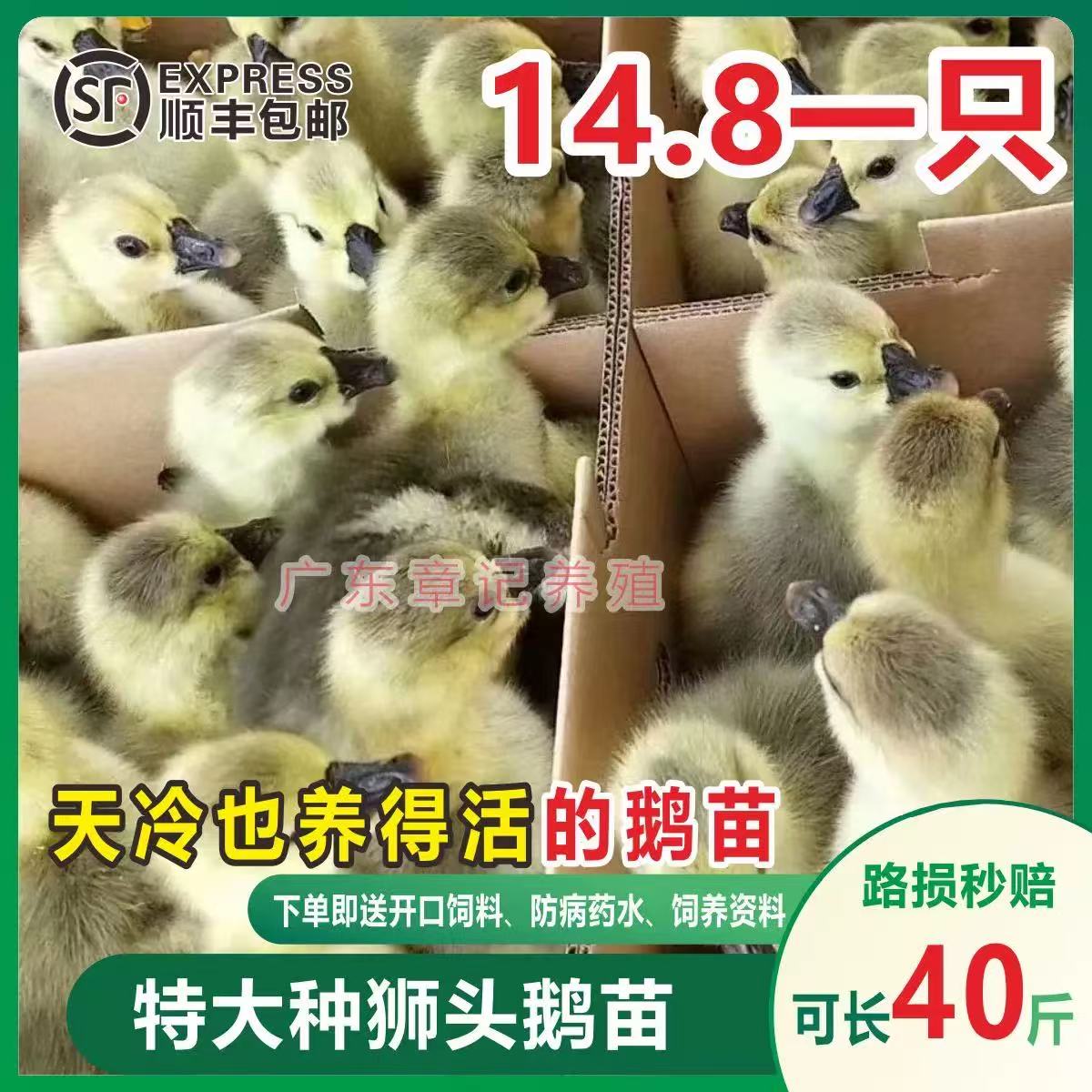 潮汕狮头鹅苗真香预警！这波不买亏到哭
