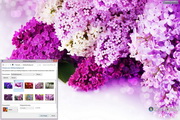 Lilac Flowers Windows 7 Theme1.00