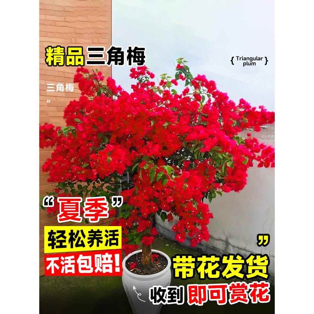 三角梅漳红缨大苗老桩：四季花开不停，阳台花园新宠！