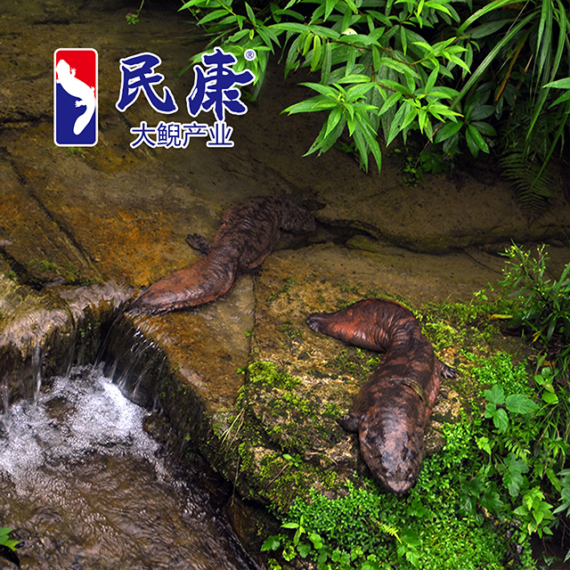 张家界大鲵二代活体娃娃鱼，全程冷链包活到家，野生美味在家也能尝到！