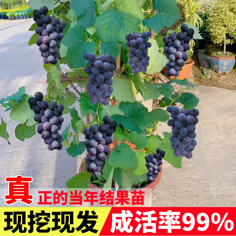葡萄糖6.9是糖尿病吗？数值背后的真相大揭秘