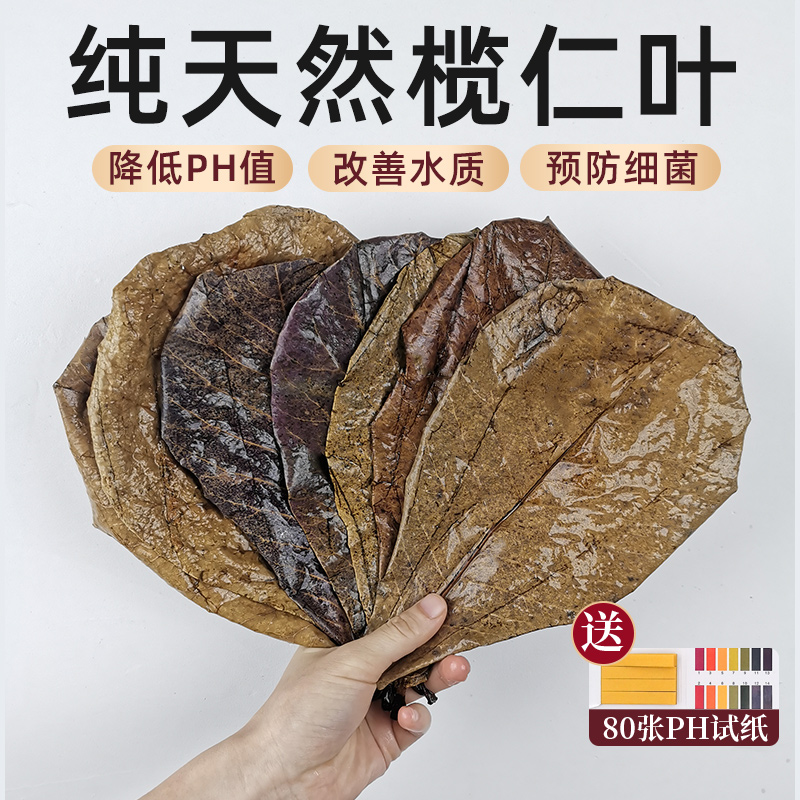 斗鱼榄仁叶水族造景神器，稳水质调氛围的必备好物！