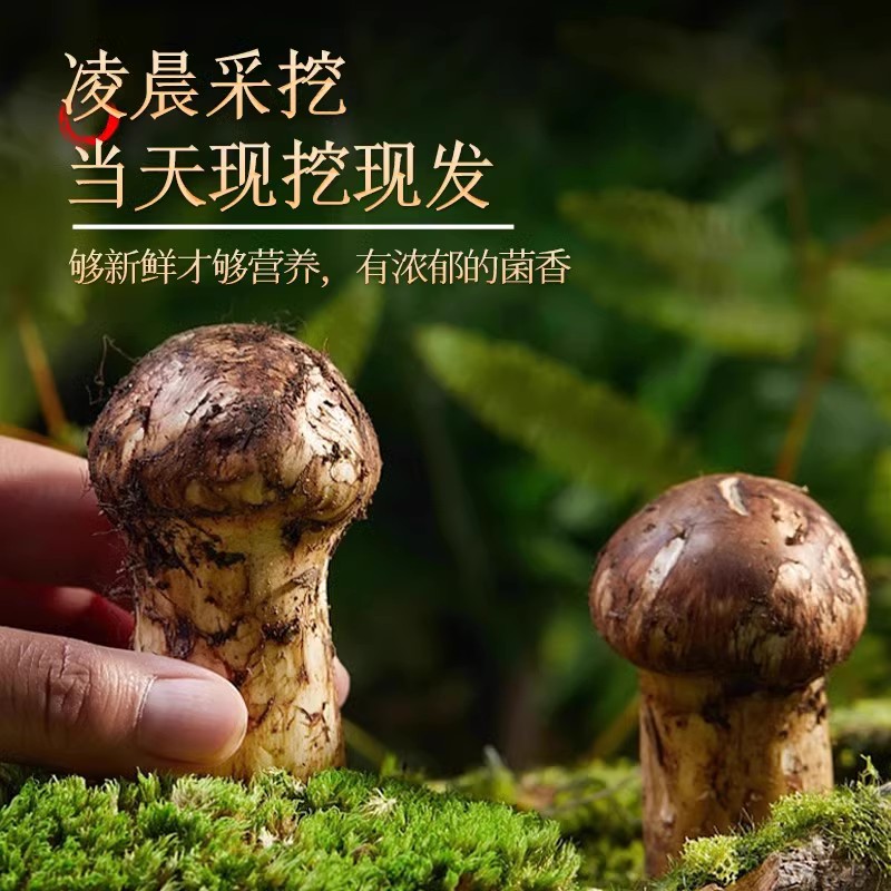 云南新鲜松茸：顺丰冷链直达，尝鲜不过时！✨
