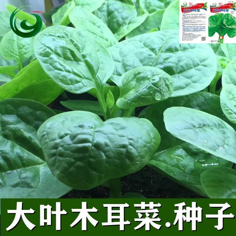 缅甸黄玉玄武龙龟：收藏级原籽无裂雕工好，你值得拥有！✨