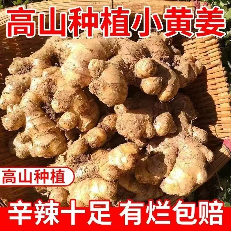 小黄姜：云南高山的天然辛辣宝藏，农家新鲜山地老姜的秘密