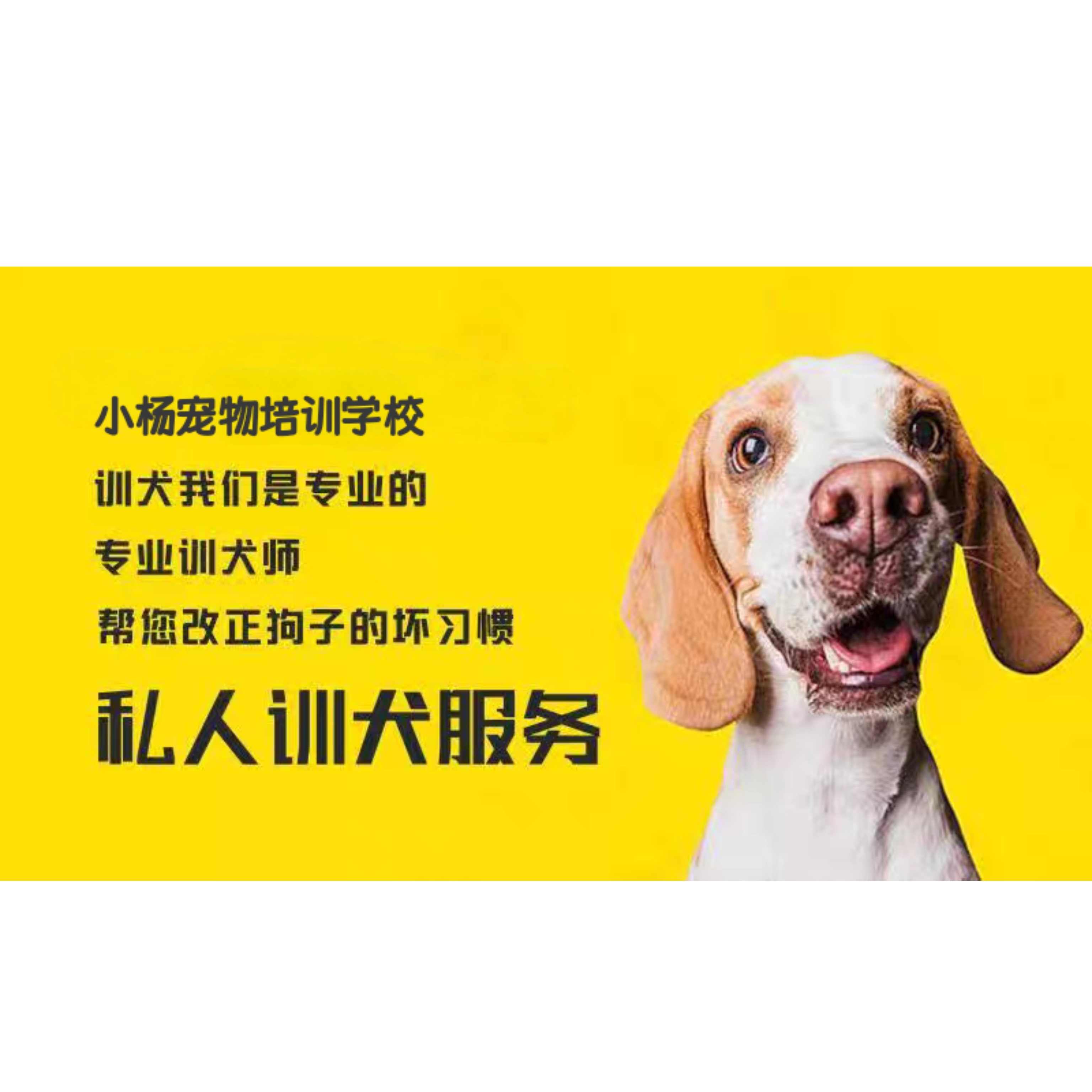 宠物狗训练全攻略：京津冀上门培训，让狗狗变身全能守护神!