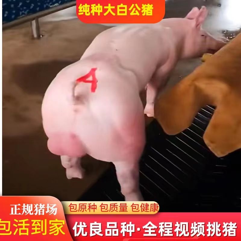 新美系长白大白母猪种猪！高产小猪猪苗真的香到爆！养猪人必看！