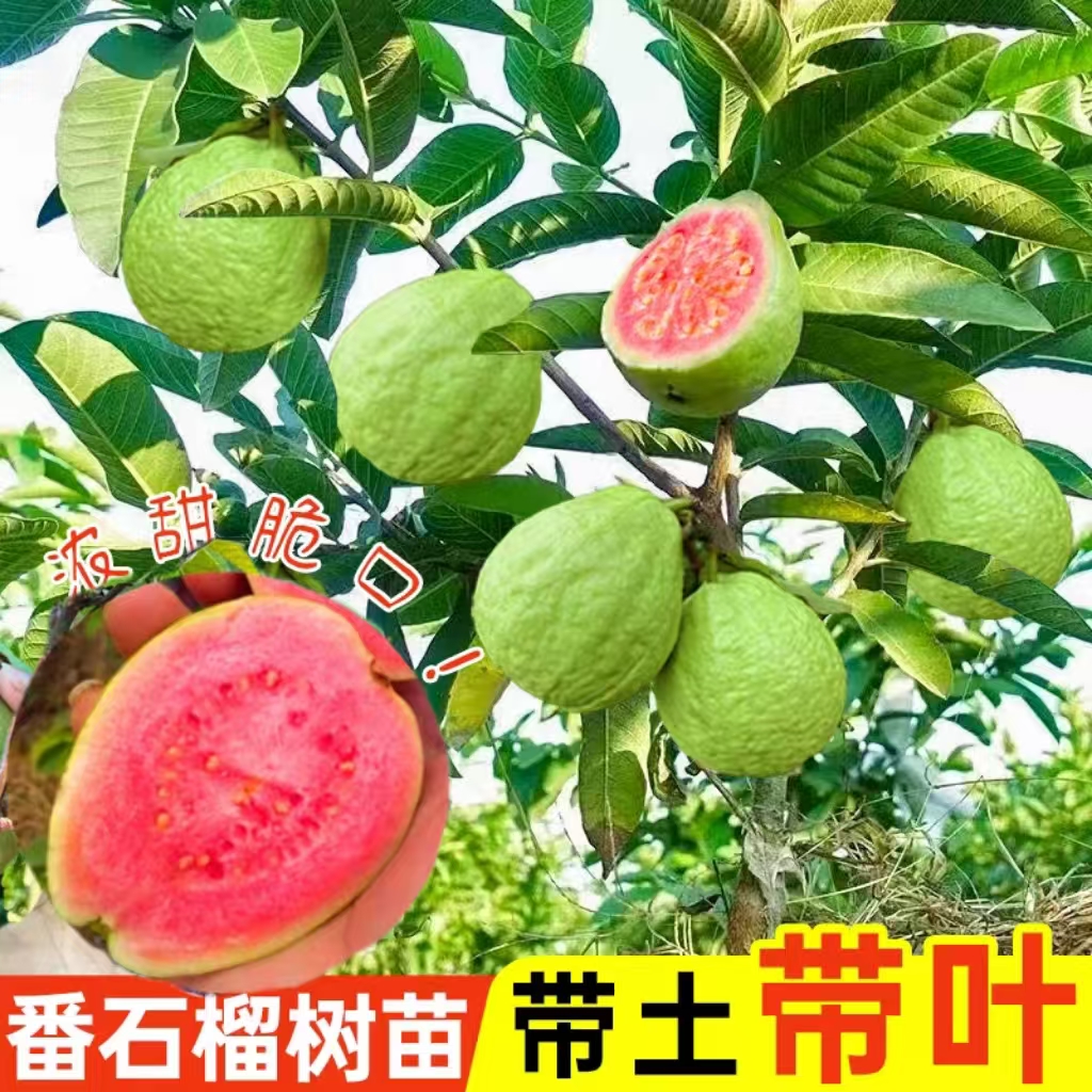 无籽少籽红宝石番石榴：孕妇最爱的软糯红心芭乐，果园直销5斤包邮！