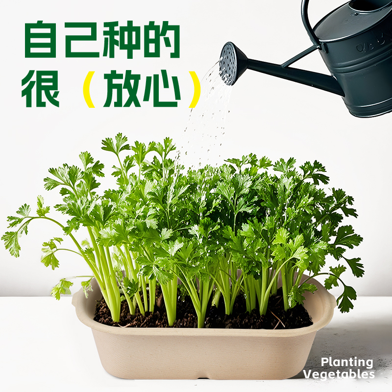 厨房香草香料薄荷家庭可食用植物种子儿童种植小盆栽小葱香菜芹菜，轻松拥有绿色厨房
