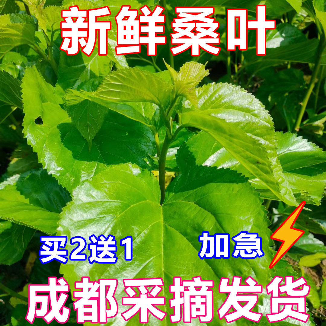 结茧盖网10公斤幅宽2米养蚕用具品：解锁传统养蚕新技能！