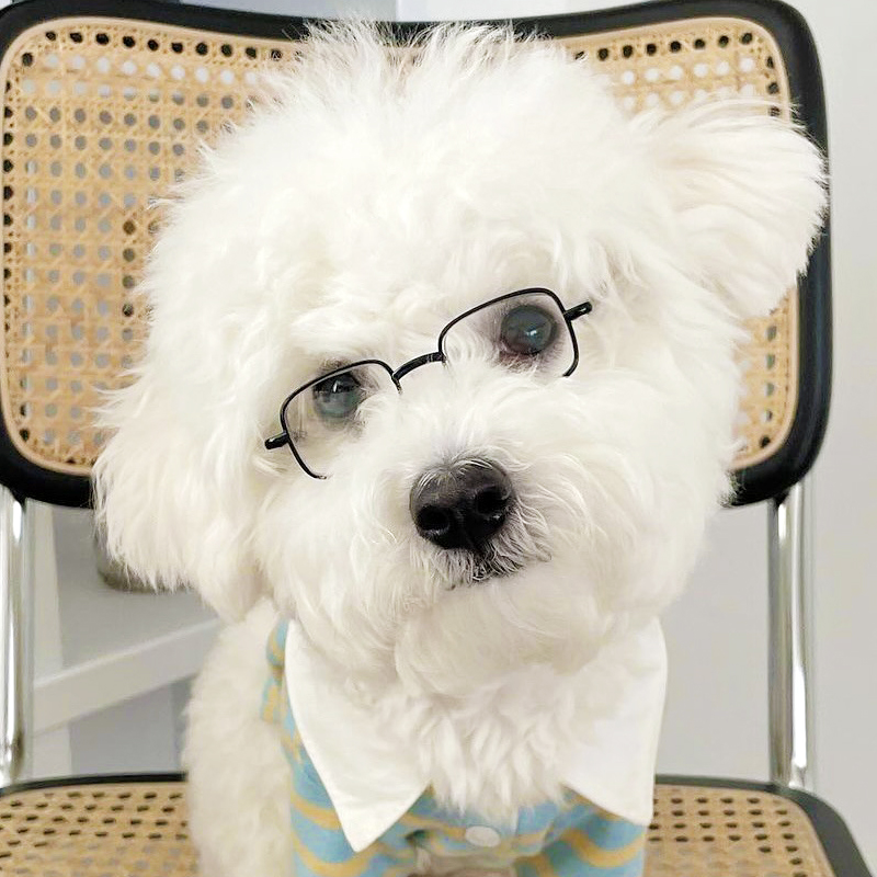宠物眼镜：比熊犬必备防晒神器，守护萌宠明亮双眼