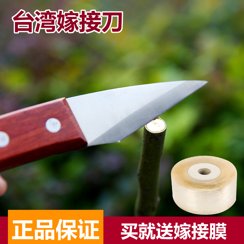 果树嫁接神器！日本钢嫁接刀真的太香了！新手也能轻松上手