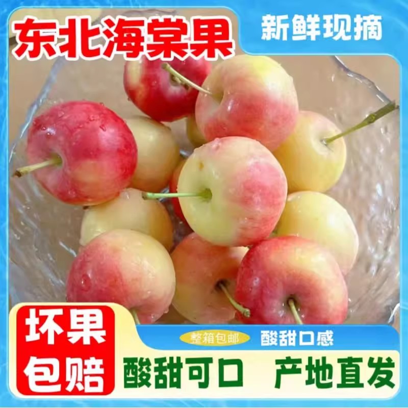 现摘东北鸡心果，甜蜜来袭！孕妇最爱的应季小苹果，一口爆汁！