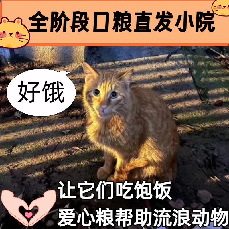 云投喂时代来临！街头无主动物救助全攻略，爱心直达小院猫狗粮
