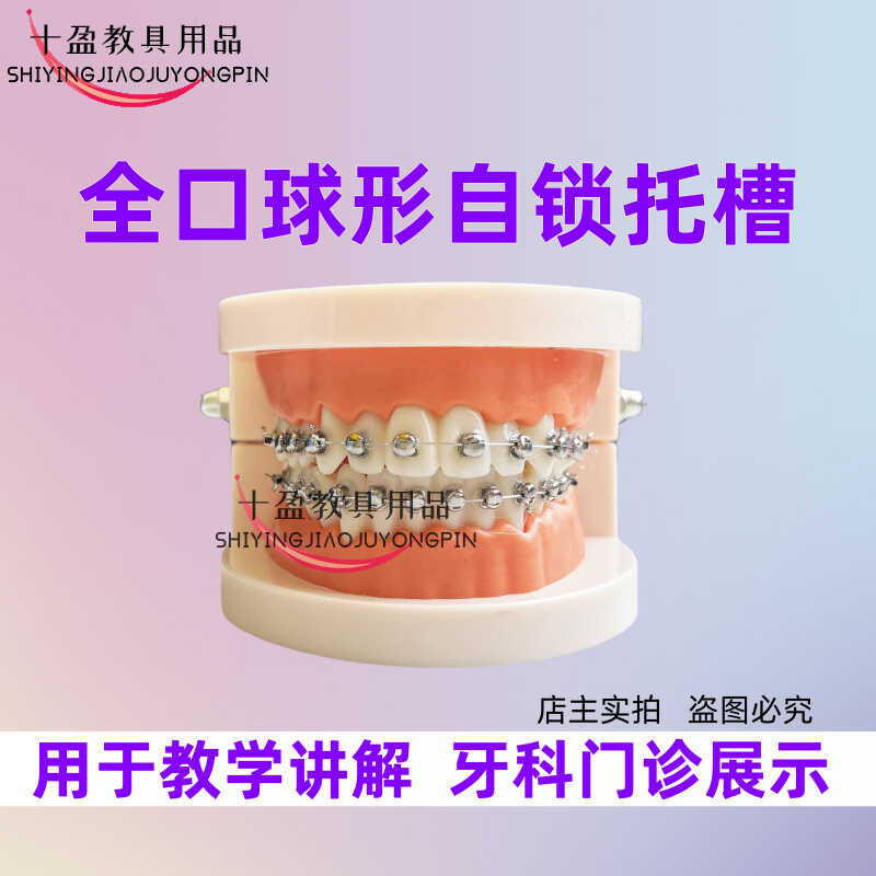牙科教学演示模型：正畸矫正的秘密武器，包邮到家！✨