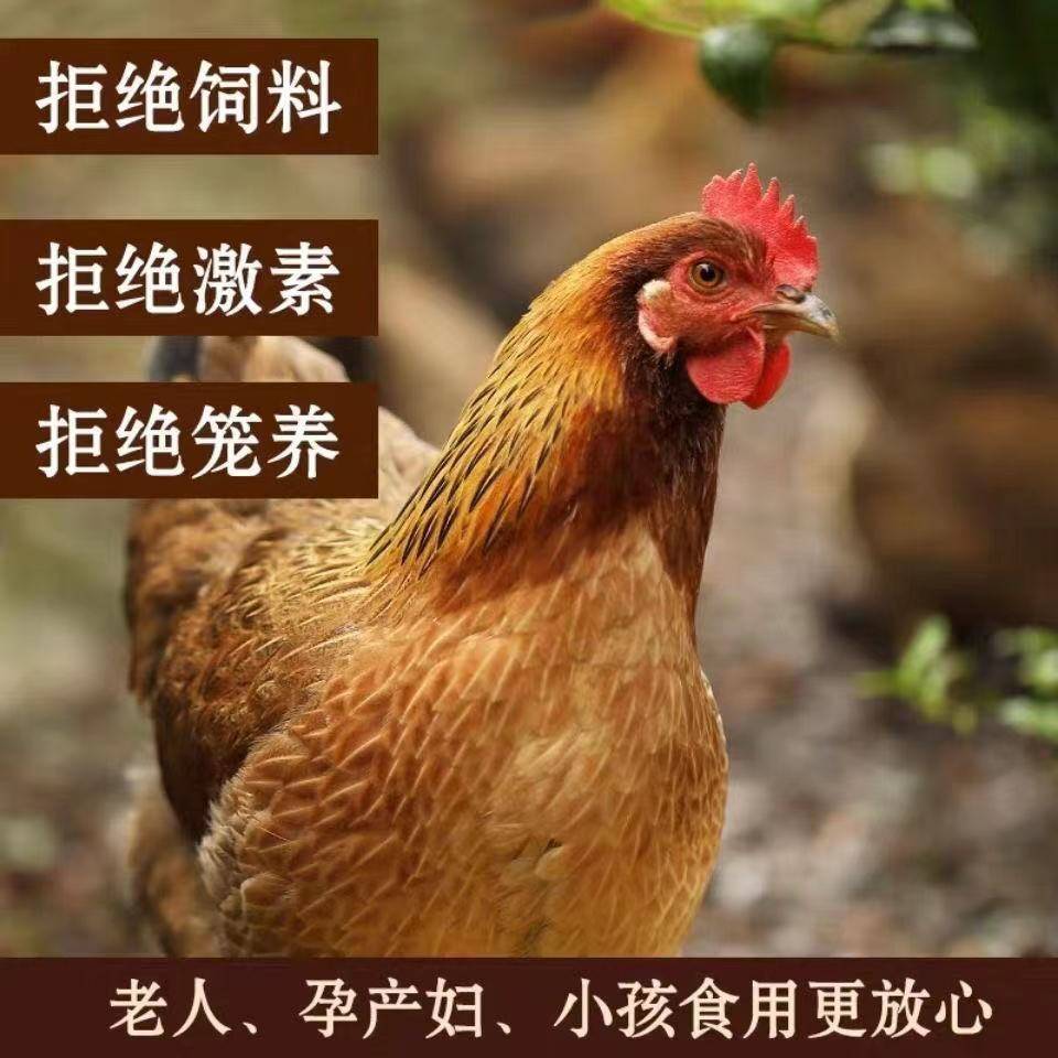 3年老母鸡：农村散养的美味秘密，一口咬下全是乡愁的味道！