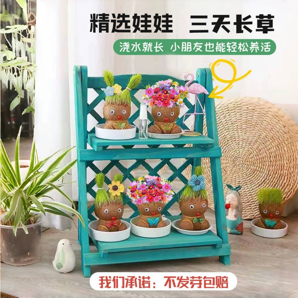 草头娃娃开花可爱长草猫草绿植物小盆栽，萌翻你的小角落!