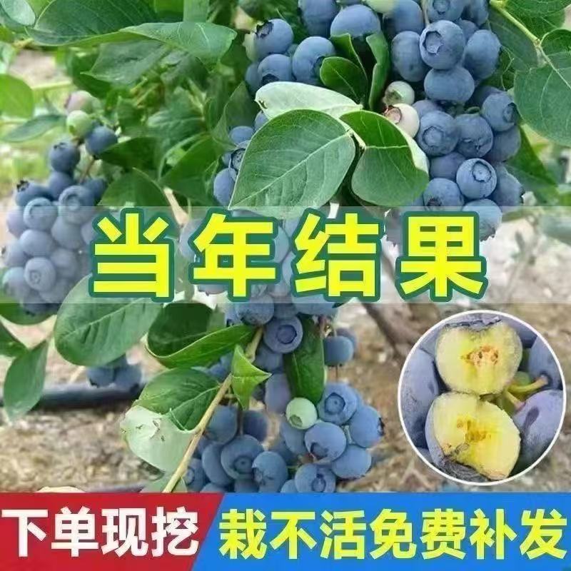 谢顿夏普弹跳：篮球场上的优雅舞者