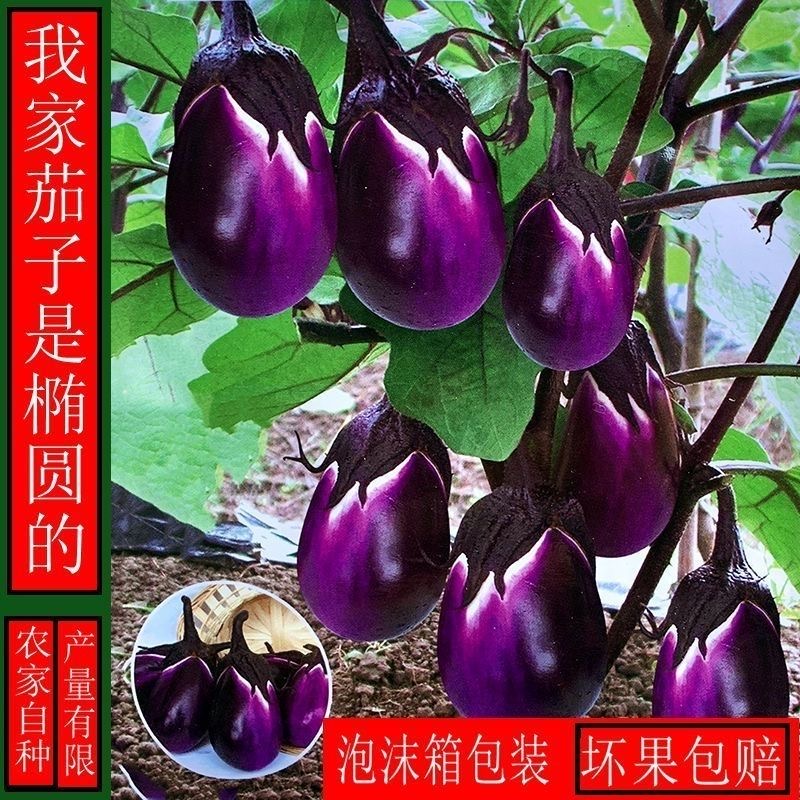 顺丰包邮贵州高山蔬菜：每天有什么菜发什么菜，随机混合装，你准备好了吗？