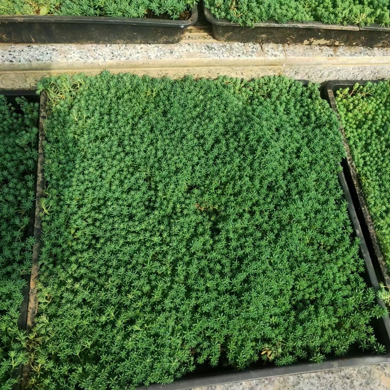 花镜地被植物大揭秘：中华景天、金叶过路黄、金佛甲草、红景天、金莎曼姬岩垂草，你种对了吗？