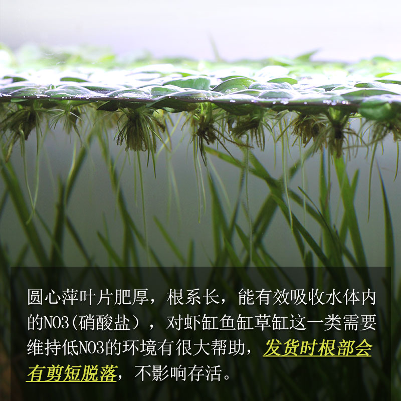 水草浮萍圆心萍：打造清澈水质的绿色魔法师，庭院与办公室必备水培绿植！