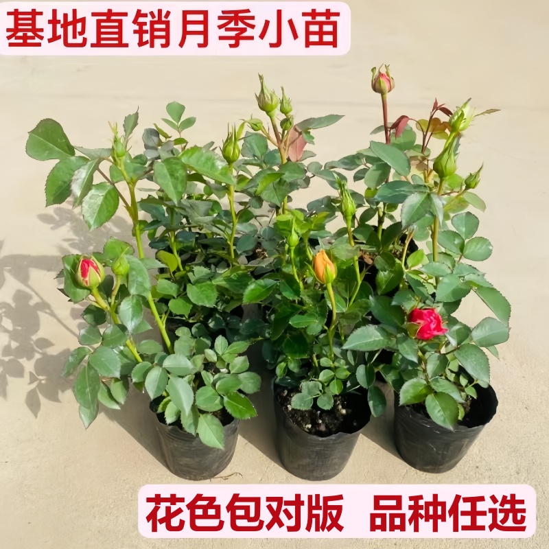 阳台大花微月果汁：四季花开，橙香满园的秘密武器！