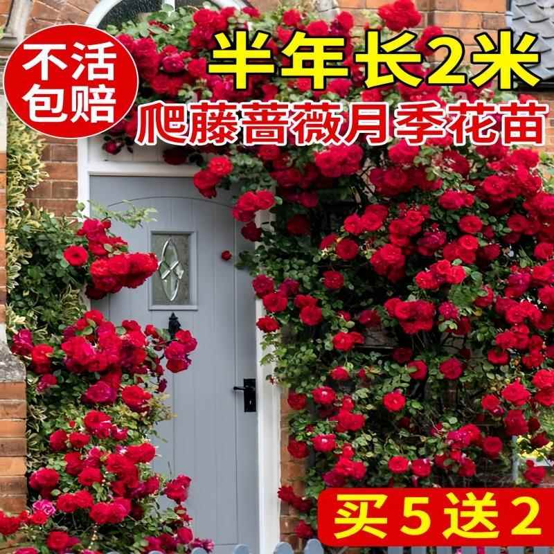 紫丁香庭院的秘密花园：如何打造多季常开花的阳台丰花月季苗天堂？
