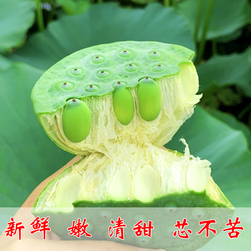 新鲜嫩莲子米，顺丰包邮，尝鲜必备！莲蓬带绿壳，生吃水果新体验！