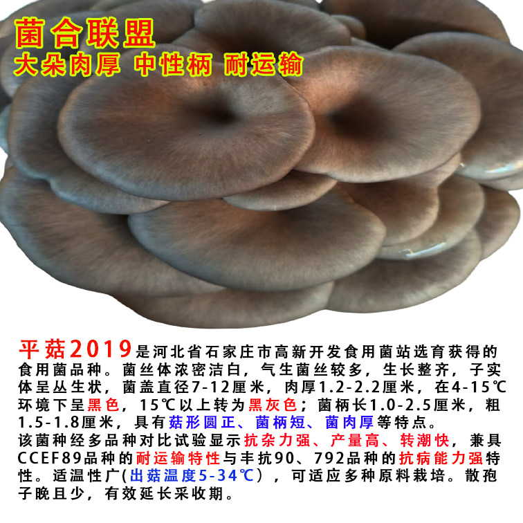 早秋出菇的最佳平菇原种选择是什么？