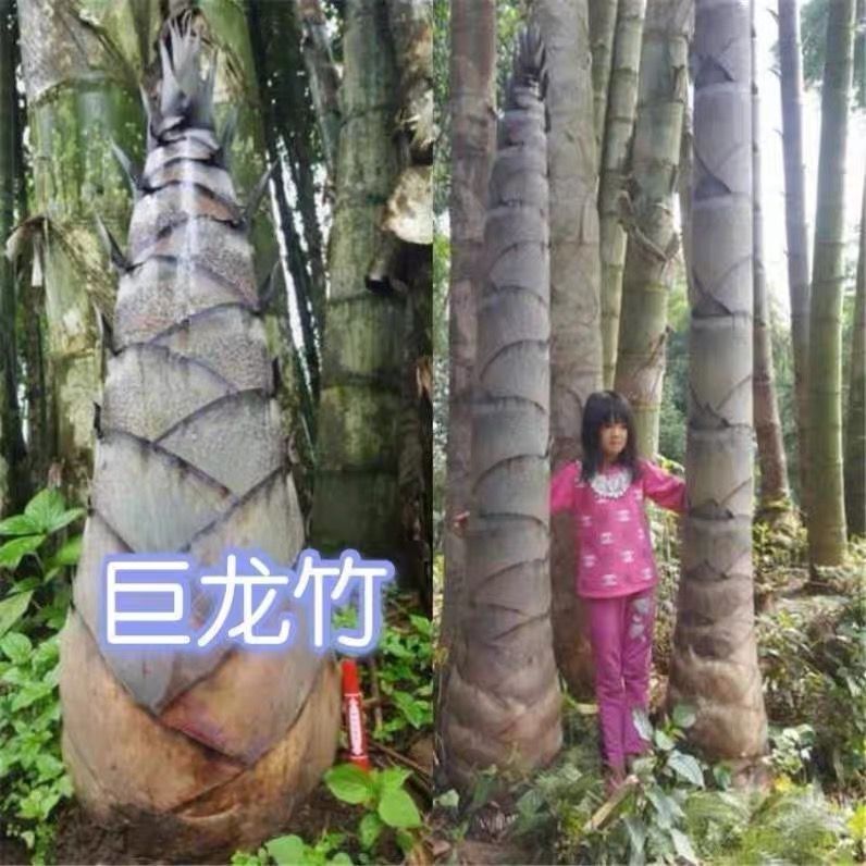 大型楠竹苗巨龙竹：四季常青的绿意宝库，种植新手也能轻松驾驭