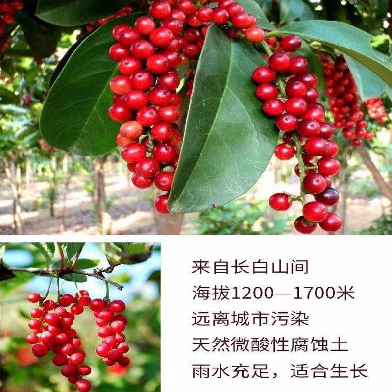 正宗东北长白山500g特级野生北五味子：泡茶泡酒，养生新风尚！