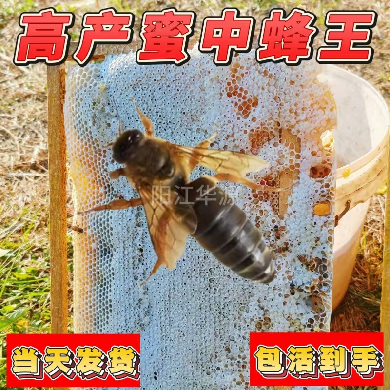 四川阿坝开产王优质王中蜂蜂王：高产新开产卵王种王，土蜂交尾阿坝王的秘密大揭秘！
