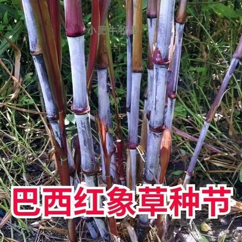 甜象草3号：牛羊专用牧草界的超级明星，耐寒无毛皇竹草巨菌草新选择！