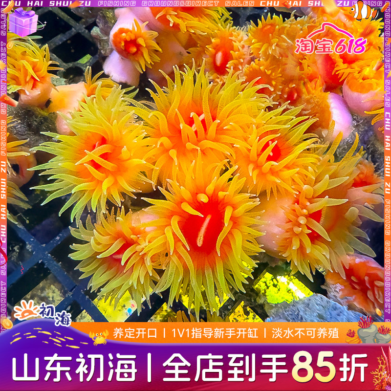 炮仗花珊瑚新手攻略：打造珊瑚缸的NPS海缸秘籍！