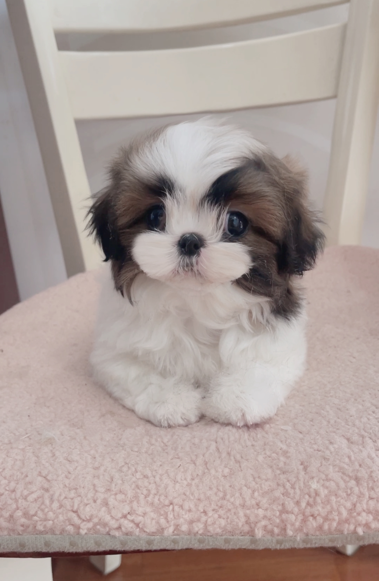 超萌活体西施犬：红白长毛茶杯体，谁见了不心动？
