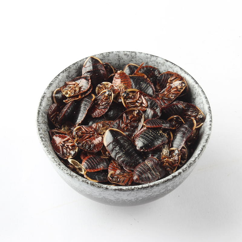 金边土元虫：中药材界的神秘接骨高手，你了解多少？