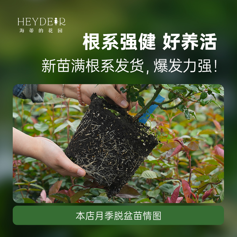 海蒂的花园月季花苗盆栽粉色龙沙宝石木本花卉阳台开花玫瑰，让你的阳台变身浪漫花园